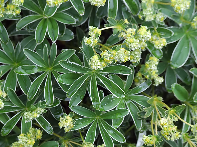 Alchemilla alpina