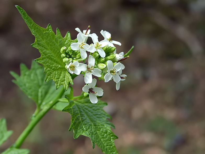 Alliaria petiolata