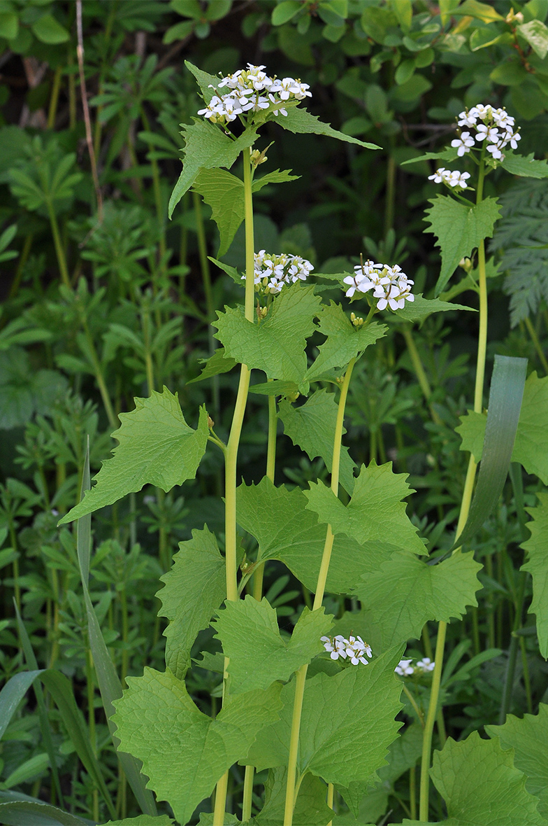 Alliaria petiolata