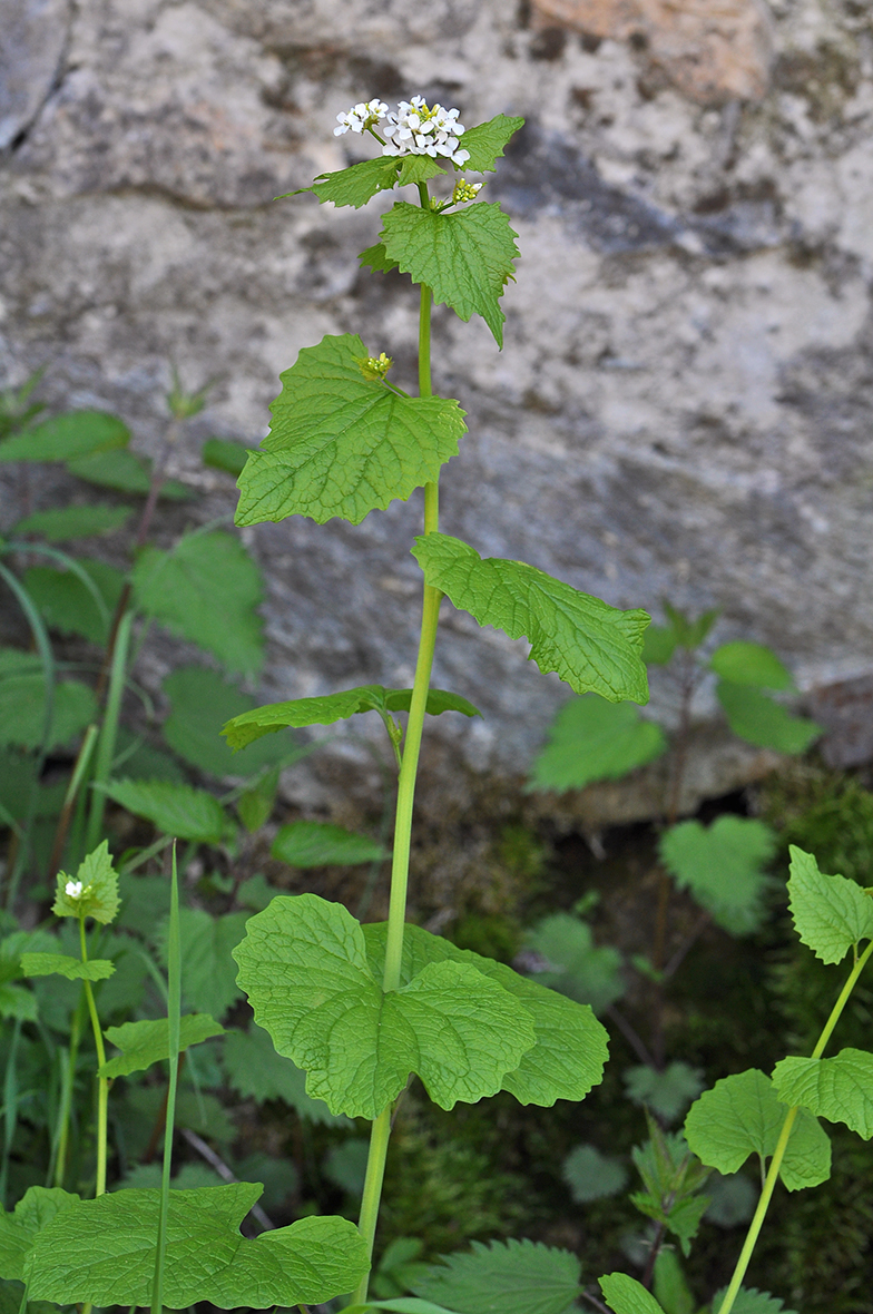 Alliaria petiolata