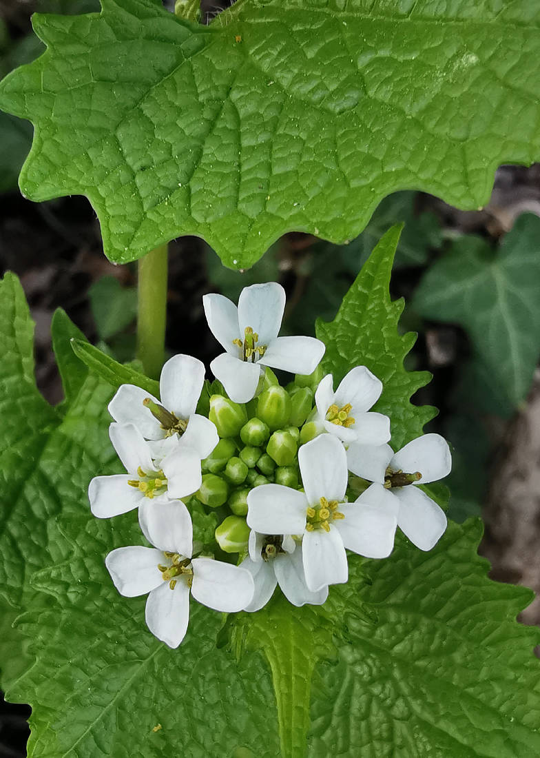 Alliaria petiolata