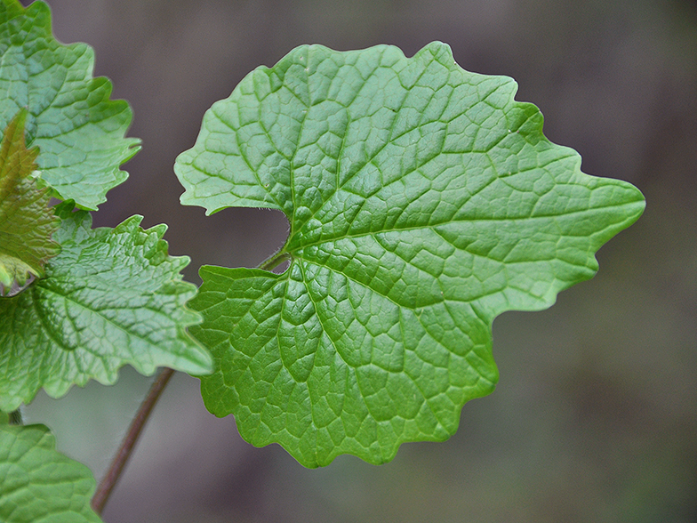 Alliaria petiolata