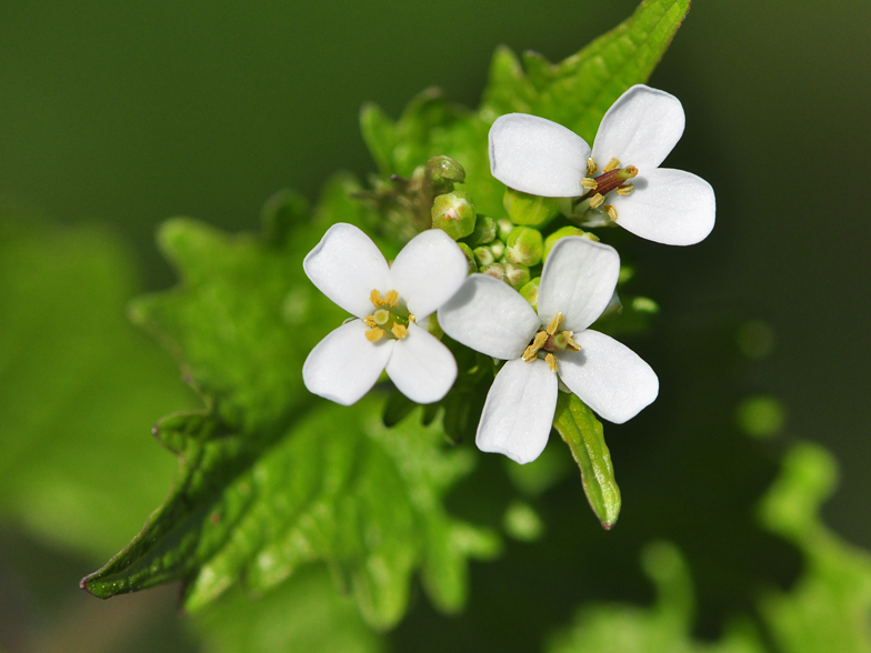 Alliaria petiolata