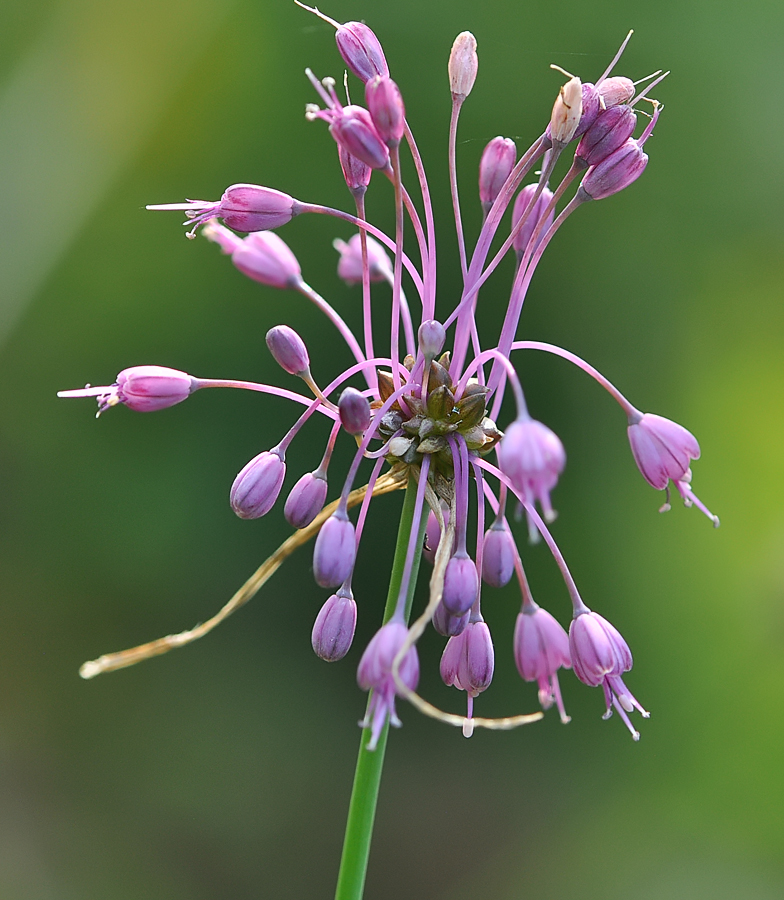 Allium carinatum