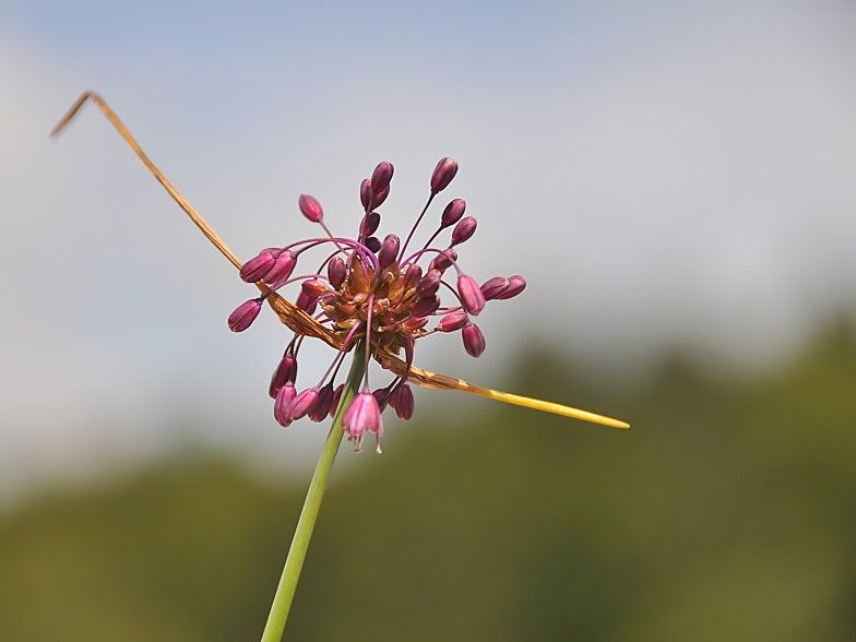 Allium carinatum