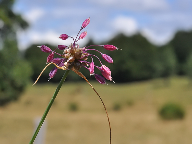 Allium carinatum