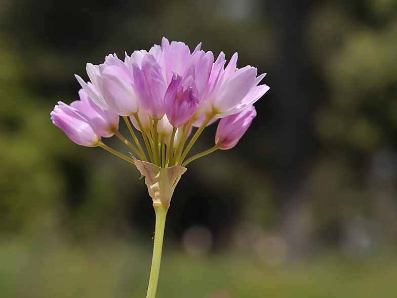 Allium roseum