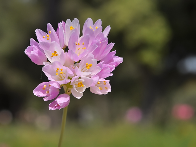 Allium roseum