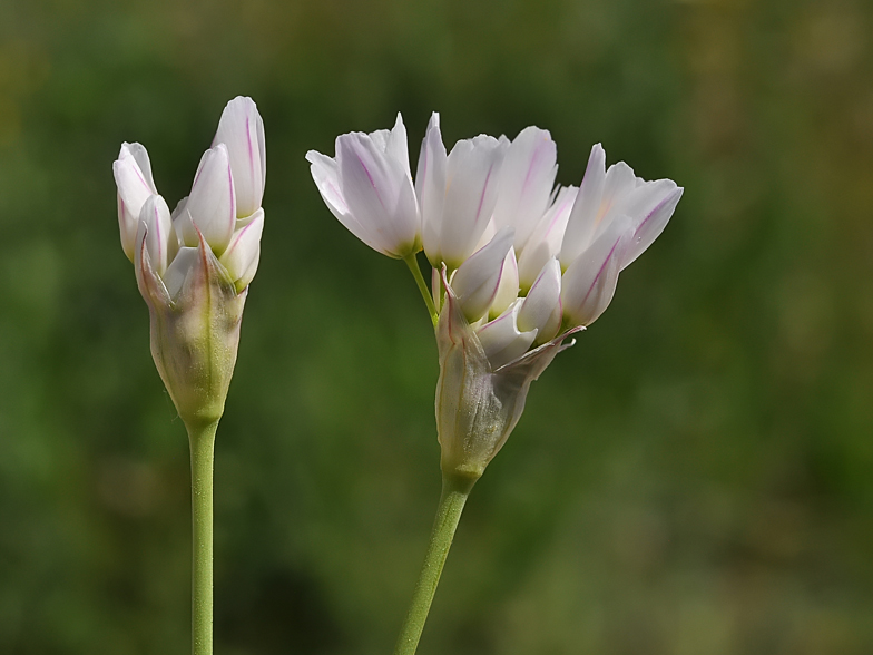 Allium roseum