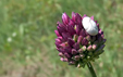 Allium rotundum