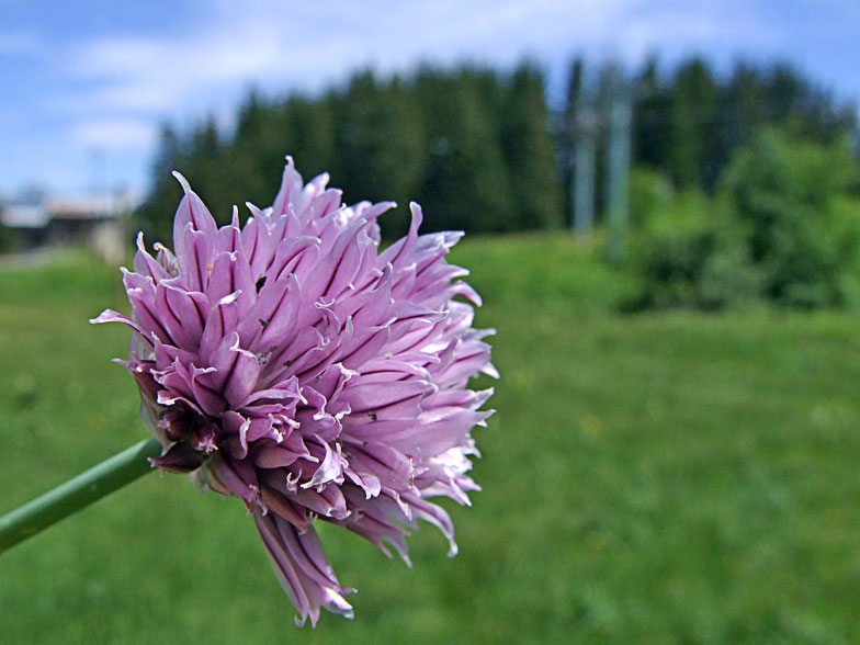 Allium schoenoprasum