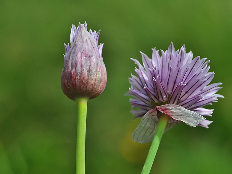 Allium schoenoprasum