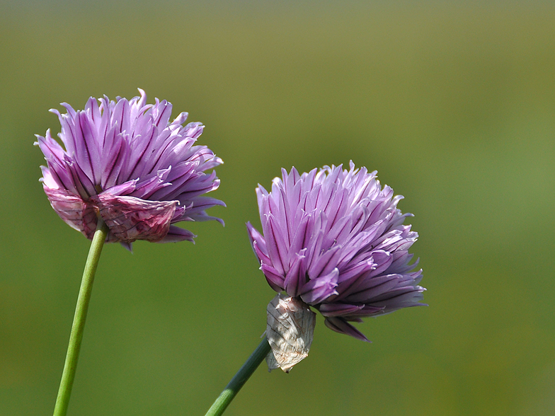 Allium_schoenoprasum