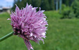 Allium schoenoprasum