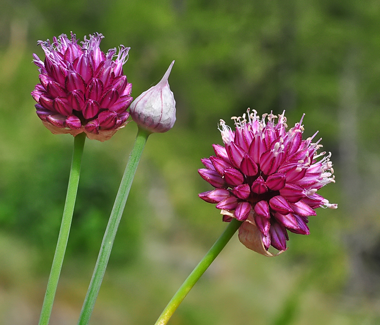 Allium sphaerocephalon