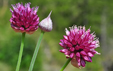 Allium sphaerocephalon