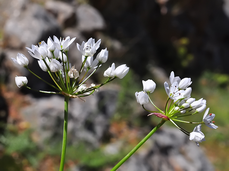 Allium subhirsutum