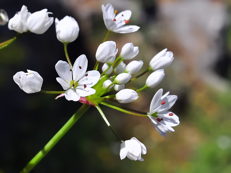 Allium subhirsutumAllium subhirsutum