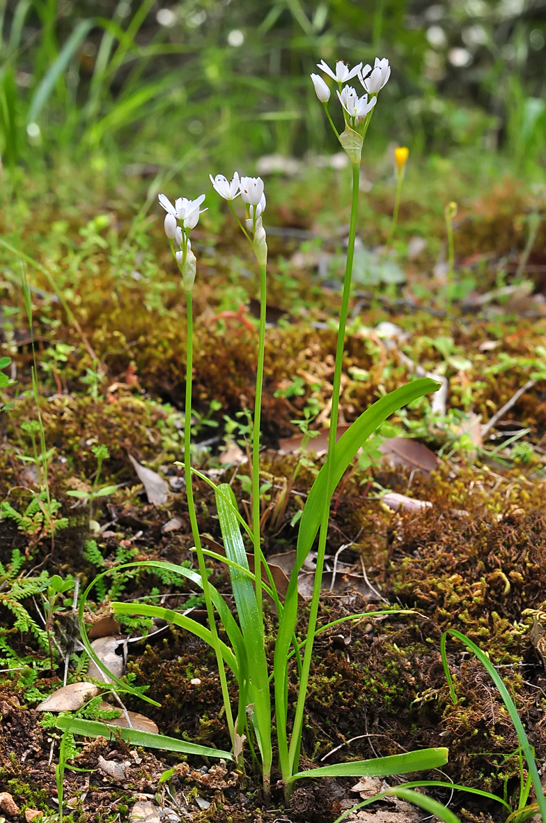 Allium subhirsutum