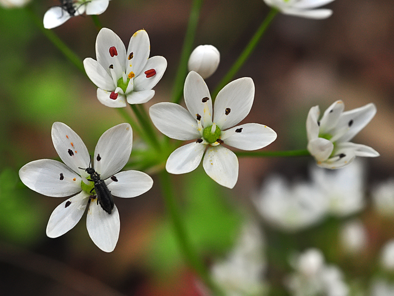 Allium subhirsutum