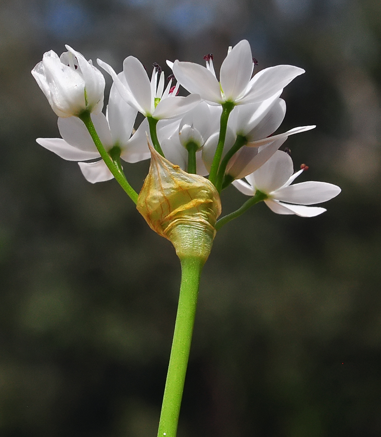 Allium subhirsutum