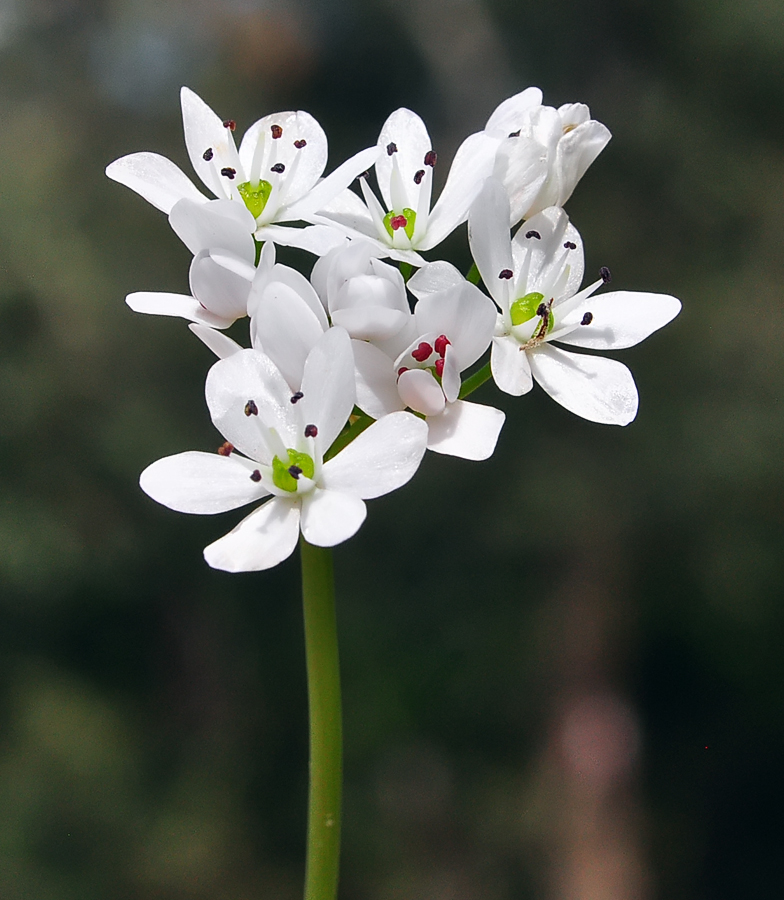 Allium subhirsutum