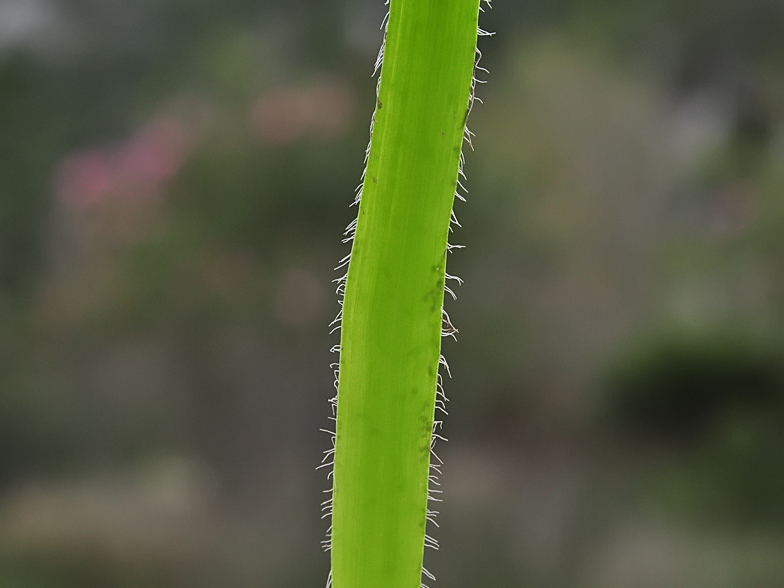 Allium subhirsutum