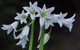 Allium triquetrum