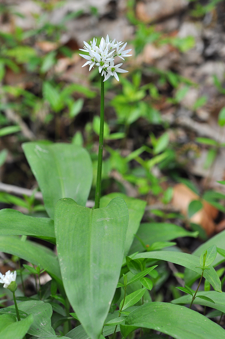 Allium ursinum