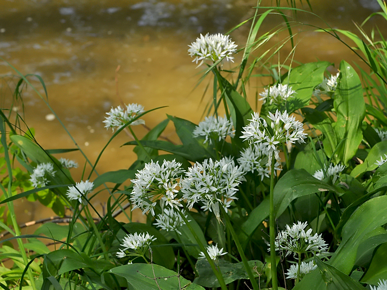 Allium ursinum