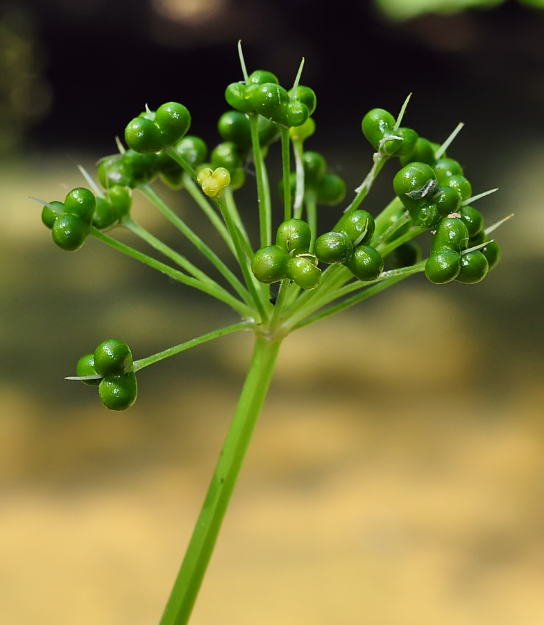 Allium ursinum