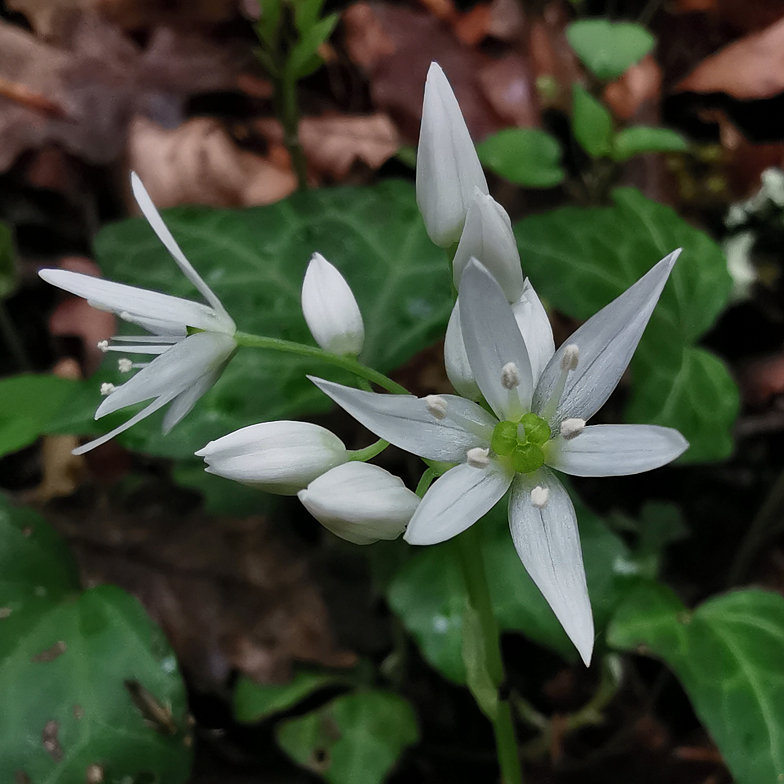 Allium ursinum