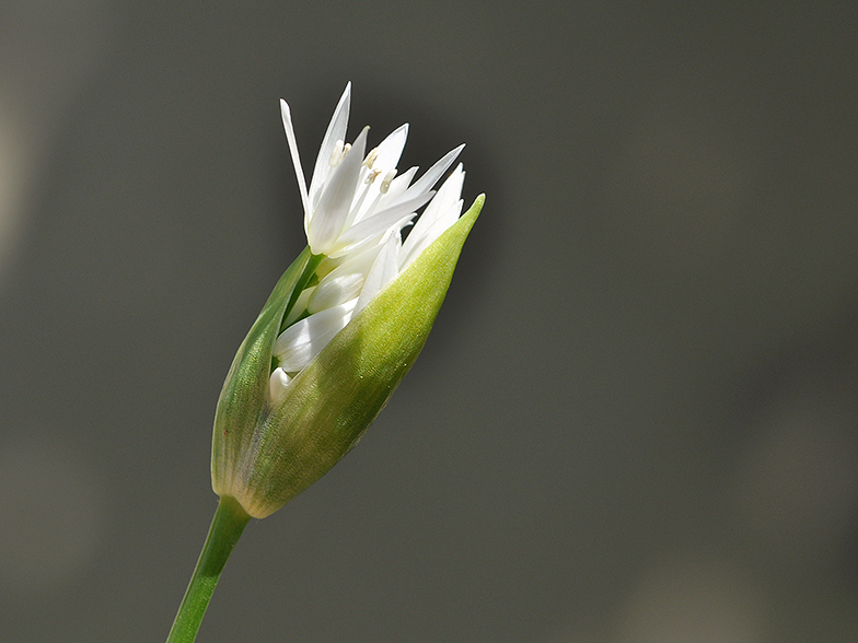 Allium ursinum