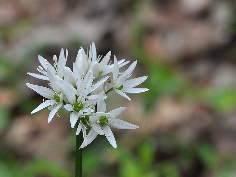 Allium ursinum