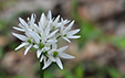 Allium ursinum