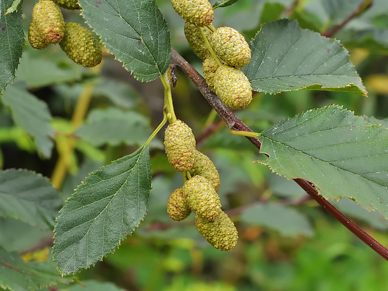 Alnus viridis