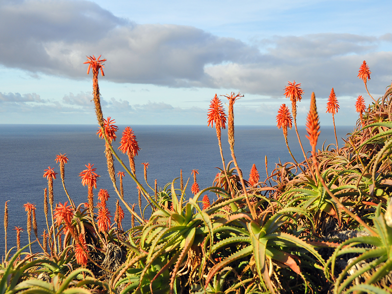 Aloe arborescens