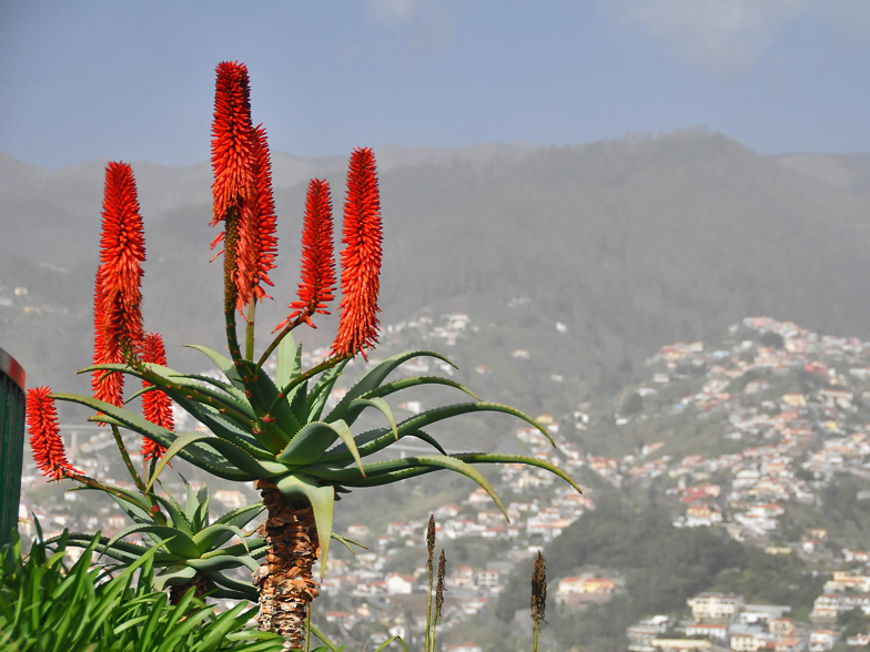 Aloe arborescens