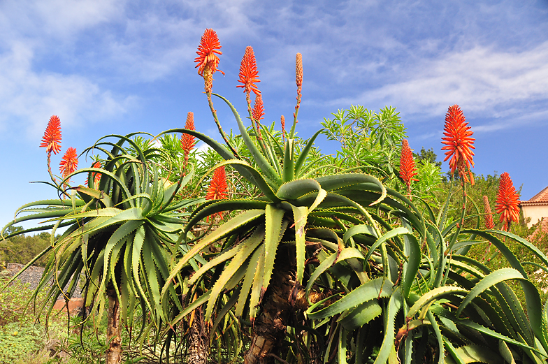 Aloe arborescens