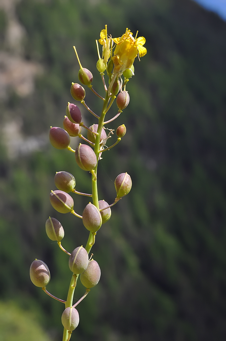 Alyssoides utriculata