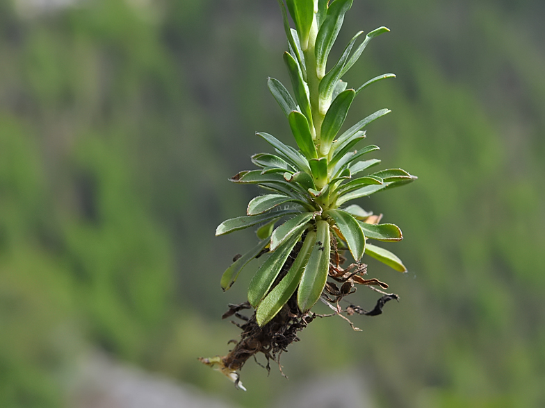 Alyssoides utriculata