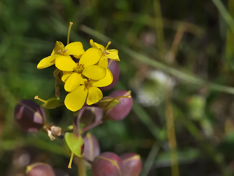 Alyssoides utriculata