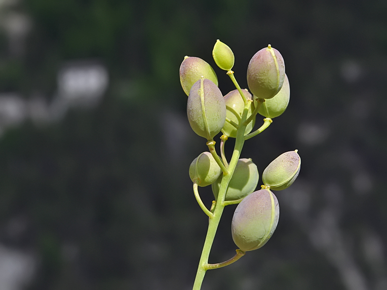 Alyssoides utriculata