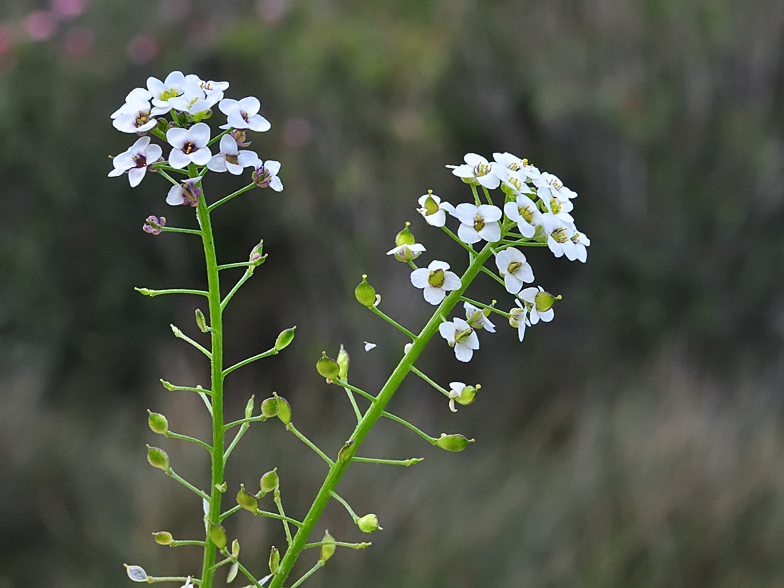 Alysson maritimus