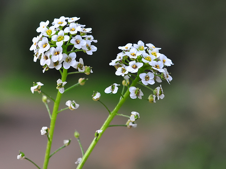 Alysson maritimus