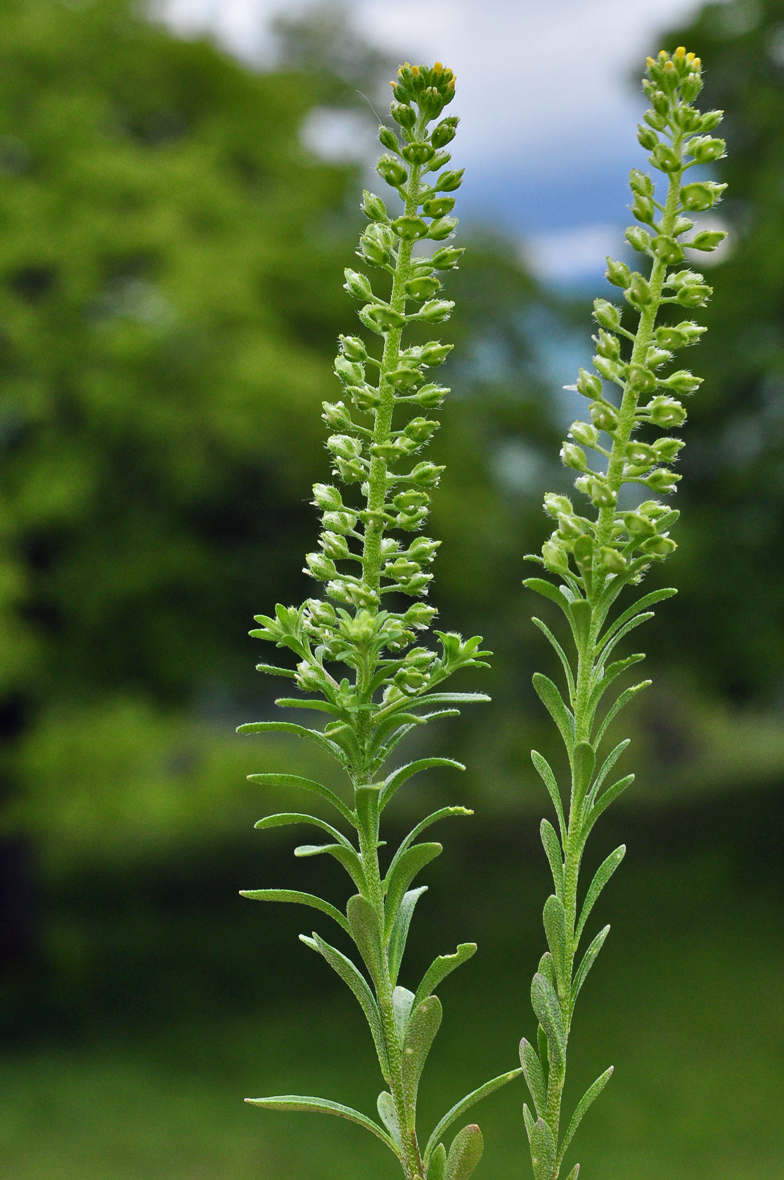 Alyssum alyssoides