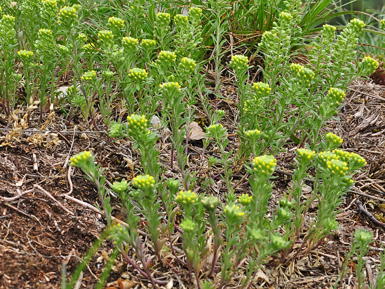 Alyssum alyssoides