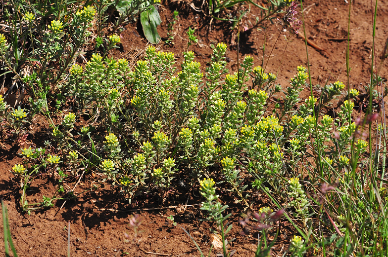 Alyssum alyssoides