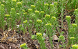 Alyssum alyssoides