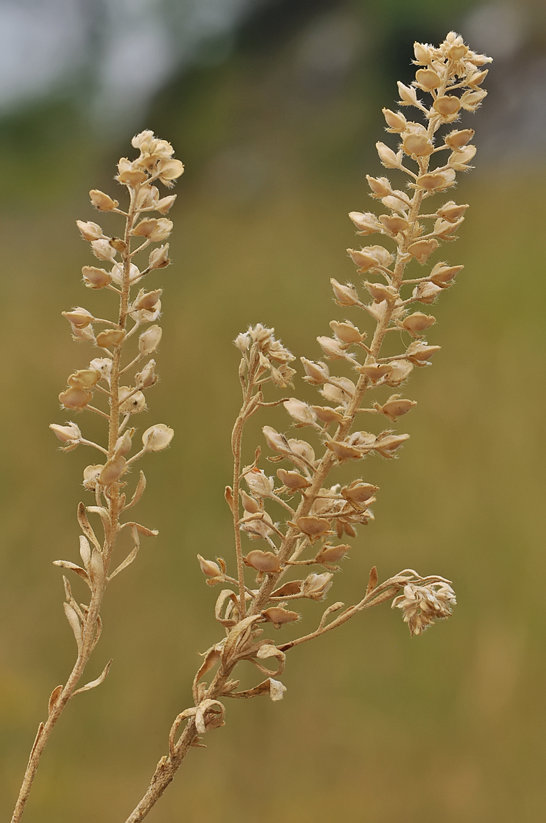 Alyssum alyssoides